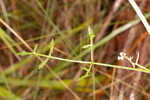 Coastal plain angelica